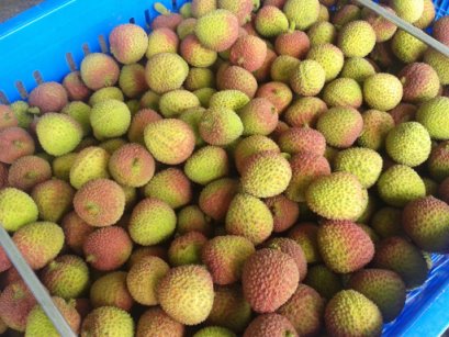 早大荔（農糧署南區分署莊志豪提供） 