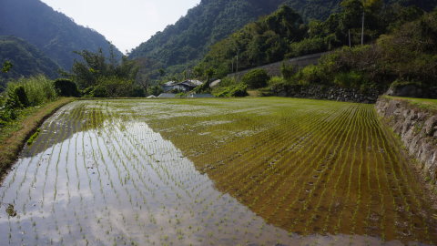部落品牌稻米生產 