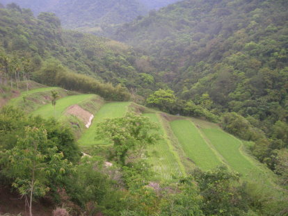 位於新港山腳下的梯田 