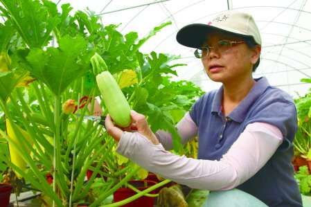 選用夏南瓜的原因是因為適合推積栽種，而且在自家的盆栽即可栽種