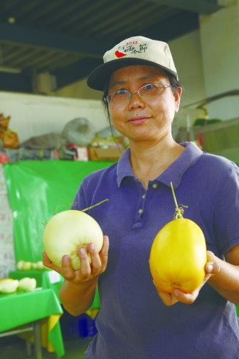 黃圓滿致力於瓜類育種及栽培研究 