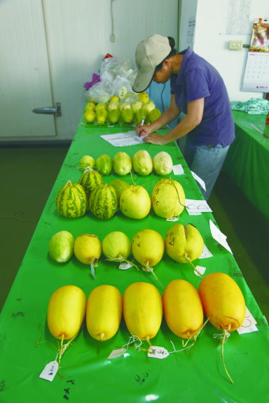 透過持續的配種以及記錄，培育出適應在地的品種 