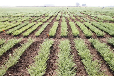 圖 1 　 ICRISAT 試驗田鷹嘴豆生長情形（左圖）及其成熟種子（右圖） 