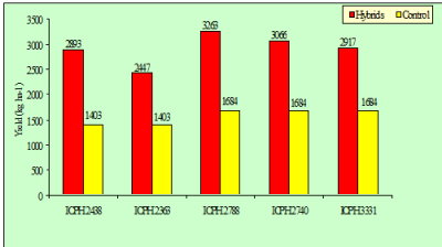 圖 7 　樹 豆雜交後新品系與原來親本產量之比較圖 