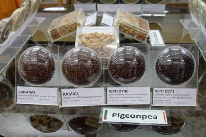 圖 9 　展示館展示不同品種樹豆種子（左圖）及珍珠粟果穗（右圖） 