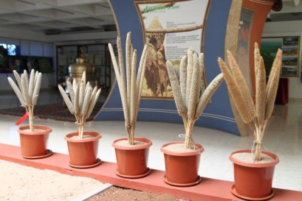 圖 9 　展示館展示不同品種樹豆種子（左圖）及珍珠粟果穗（右圖） 