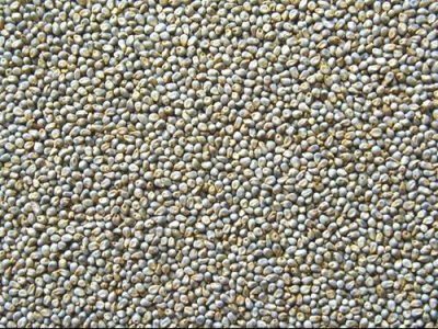 圖 3 　珍珠粟脫粒後種子（左圖）及植株生長情形 ­ （右圖） 