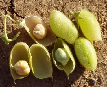 圖 1 　 ICRISAT 試驗田鷹嘴豆生長情形（左圖）及其成熟種子（右圖） 