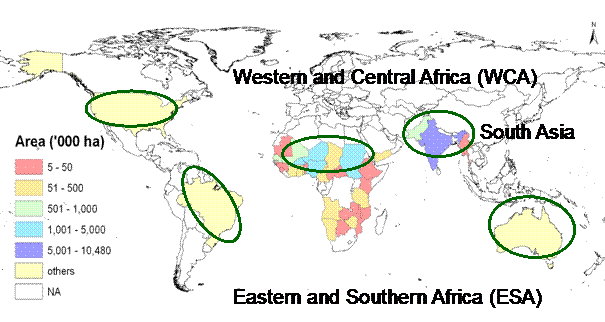 圖 2 　珍珠粟在非洲、南亞地區各國栽培分布圖 