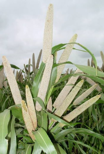 圖 3 　珍珠粟脫粒後種子（左圖）及植株生長情形 ­ （右圖） 