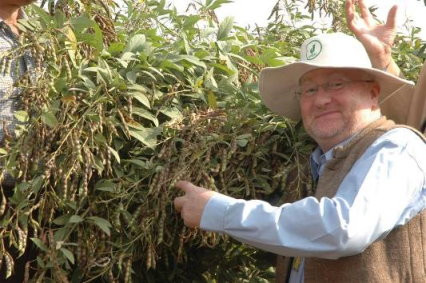 圖 6 　 ICRISAT 利用雜交技術育成高產量的樹豆新品種 