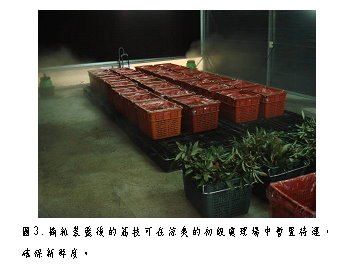 圖 3 　摘粒裝籃後的荔枝可在涼爽的初級處理場中暫置待運，確保新鮮度 