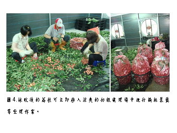圖 4 　採收後的荔枝可立即移入涼爽的初級處理場中進行摘粒裝籃等整理作業 