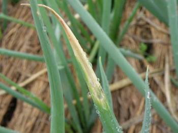 多雨高濕天氣時好發疫病，且會隨種苗帶菌 