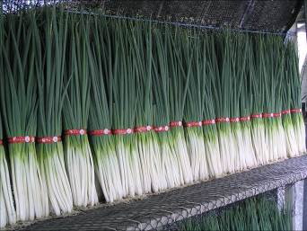 善用青蔥種苗預措技術，生產安全高品質青蔥 