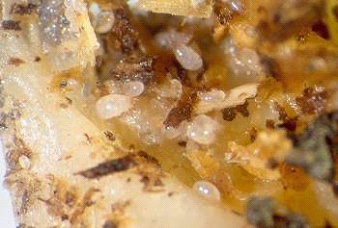 青蔥種苗基部攜帶根蟎造成為害 