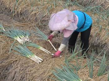 選用外觀健康良好之青蔥作為種苗，降低後續用藥成本 