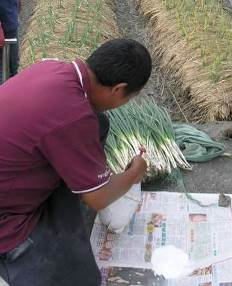 種苗處理前先用清潔水均勻噴濕後，以利後續資材沾附 