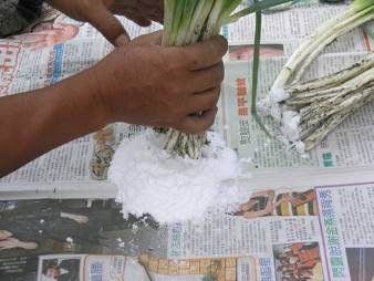 將蔥苗基部適量沾附微生物製劑或矽藻土後即可定植 