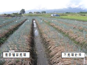 左為植株生長強健之健康種苗處理畦，右為缺株率高的不處理慣行畦 