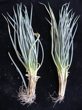 利用木黴菌等微生物製劑粉衣處理，青蔥（左）根系顯著較不處理者（右）生長旺盛 