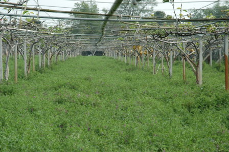 梨園種植苕子綠肥 