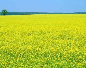 休耕田種植油菜綠肥美化農村景觀 
