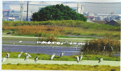 高雄茄萣濕地（第 54 處重要野鳥棲地）鳥況豐富，除黑面琵鷺外，常見鳥類包含東方環頸鴴及蒼鷺。 （圖片提供 / 中華民國野鳥學會） 