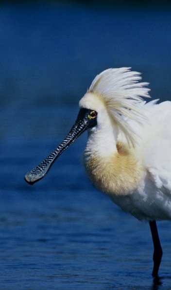 黑面琵鷺近五年來在台南四草（第 29 處重要野鳥棲地）有穩定族群，常可發現 20 隻以上的個體集結成群於野生動物保護區內覓食。 （圖片提供 / 朱健明）