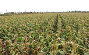 圖一　 2014 年春天雲嘉南地區發生大面積玉米黃化或褐化乾枯情形 