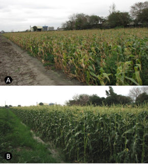 圖二　冬季低溫期（圖 A ）玉米褪綠斑駁病毒肆虐，植株黃化、斑駁且明顯褐化乾枯，夏季高溫期（圖 B ）玉米褪綠斑駁病毒罹病率顯著降低，玉米生長良好 