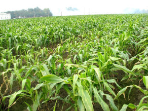 圖三　氣溫降低後，田間開始出現玉米大面積黃化斑駁情形 