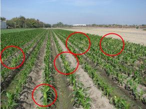 圖四　玉米苗期即已大面積感染玉米褪綠斑駁病毒，容易造成嚴重歉收且成為重要的病毒傳播源。紅色圓圈區域為明顯黃化斑駁區域 
