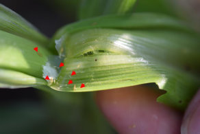 圖六　冬季低溫冷涼，可於玉米苗期發現玉米薊馬大發生之情形。紅色箭頭所指為玉米薊馬若蟲或成蟲 