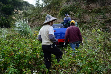 桃改型自走式綠竹殘枝粉碎機示範觀摩 