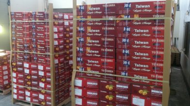 經檢疫合格待裝櫃輸往韓國之芒果 