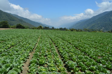 四南地區是夏季高冷蔬菜的重要產區，綿延不斷的高麗菜田，連接著碧綠的遠山與蔚藍的天空，構成該地獨特的美好景緻 