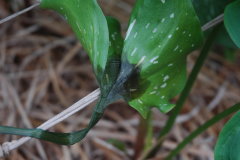 細菌性軟腐病為彩色海芋主要病害，花蓮農改場輔導農友以亞磷酸誘導植株抗病性，同時定期施用鏈黴素等殺菌劑，可有效抑制軟腐病發生 