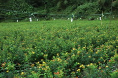 輔導四季部落在田間架設燈照設備，當夜晚來臨時，點燈補 4 至 6 小時的光照，大幅提高切花品質 