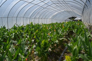 輔導南山部落以設施栽培彩色海芋 ，可遮雨減低雨水對植株及切花的影響外，且不受天候影響，隨時可進行病蟲害防治 