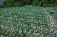 輔導部落農友架設花網，並隨著植株生長逐步升高花網高度，避免細長的花莖傾倒甚至折斷。（左圖：康乃馨。右圖：彩色海芋。） 