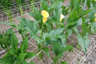 輔導部落農友架設花網，並隨著植株生長逐步升高花網高度，避免細長的花莖傾倒甚至折斷。（左圖：康乃馨。右圖：彩色海芋。） 
