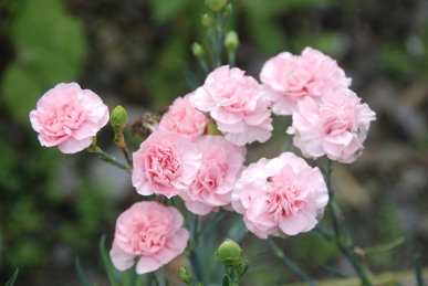 四南地區夏季日照充足、氣候涼爽，種植花卉的著色佳、品質優良。（圖 1 ：康乃馨。圖 2 ：葉牡丹。圖 3 ：金絲桃。圖 4 ：彩色海芋。圖 5 ：伯利恆之星） 