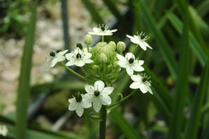 圖 4 ：伯利恆之星 