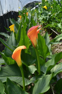 圖 5 ：彩色海芋 