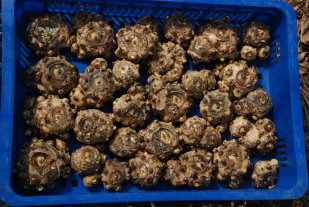 輔導農友彩色海芋種球及定植前的適宜消毒殺菌與 GA 等藥劑處理，可大幅降低彩色海芋田間的罹病率，並生產花朵數多的切花的重要因素 