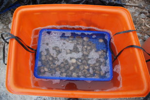 輔導農友彩色海芋種球及定植前的適宜消毒殺菌與 GA 等藥劑處理，可大幅降低彩色海芋田間的罹病率，並生產花朵數多的切花的重要因素 