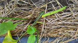 細菌性軟腐病為彩色海芋主要病害，花蓮農改場輔導農友以亞磷酸誘導植株抗病性，同時定期施用鏈黴素等殺菌劑，可有效抑制軟腐病發生 