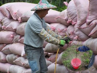 圖 1 　於每袋稻殼雞糞材料中噴注有益菌懸液情形 