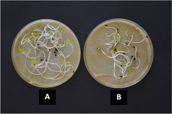 圖 5 　本範例稻殼雞糞堆肥利用萵苣及小白菜種子發芽率分析均在 80% 以上 